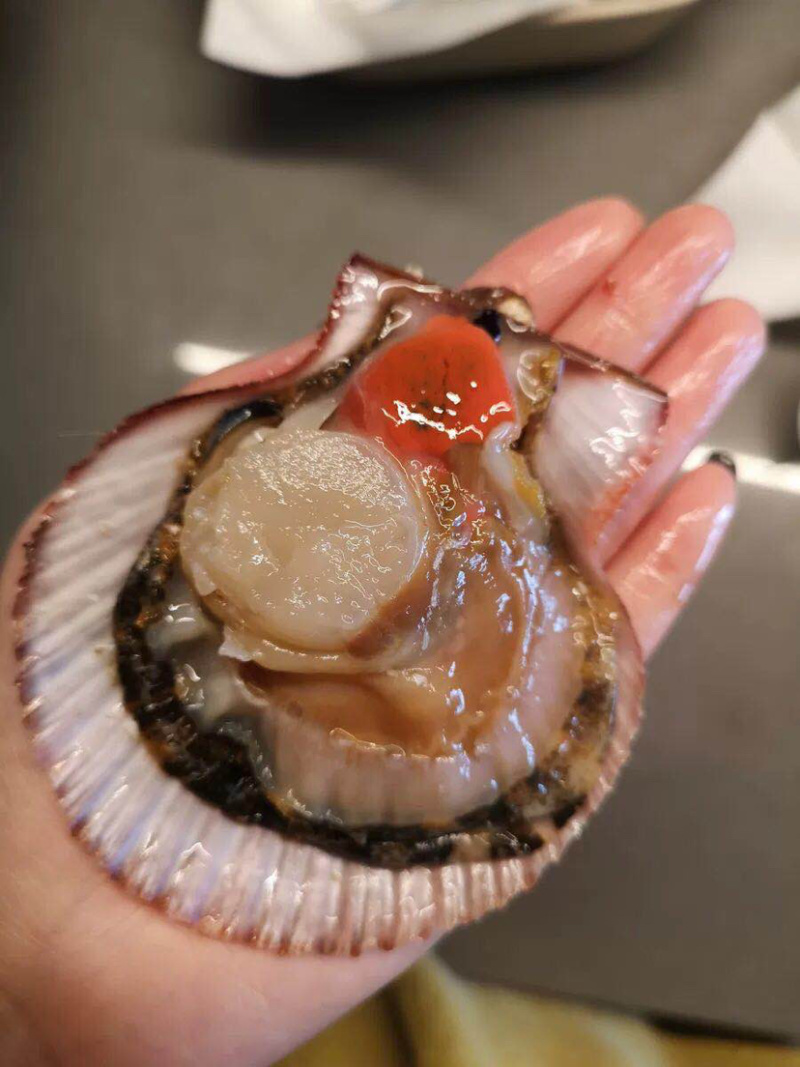 精品港湾贝，小红贝