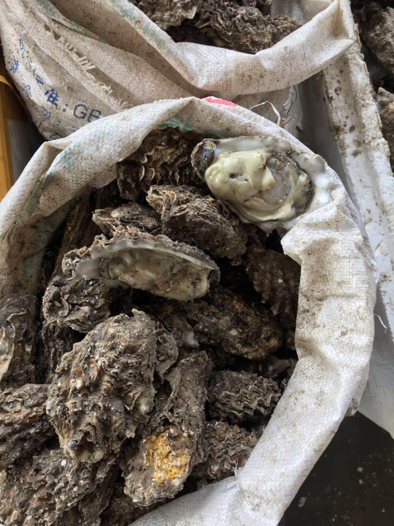 精选无沙生蚝，产地直销，壳薄肉肥