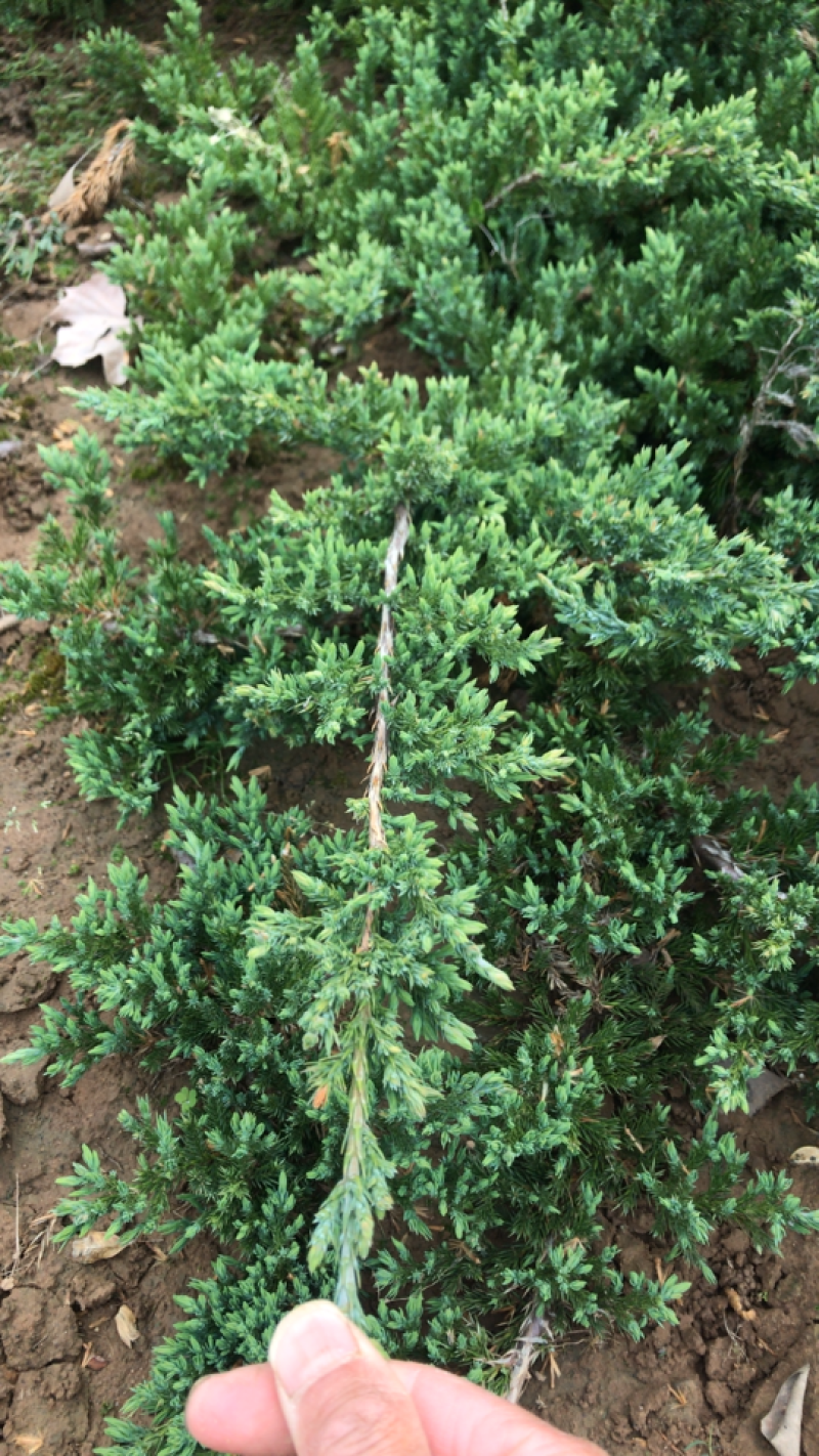 铺地柏免费包邮规格齐全基地直销提供发票全部现挖现
