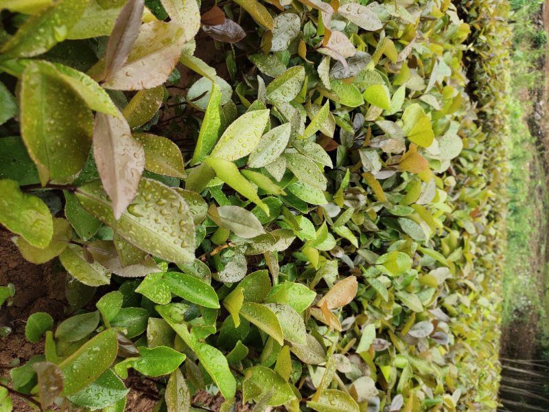 油茶芽苗。。。。。。