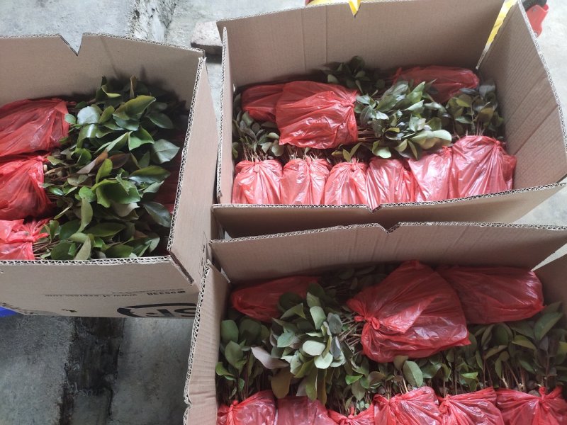 油茶芽苗。。。。。。