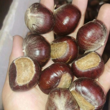 大红袍板栗苗板栗苗，双季结果，果肉香甜南北方可以种植