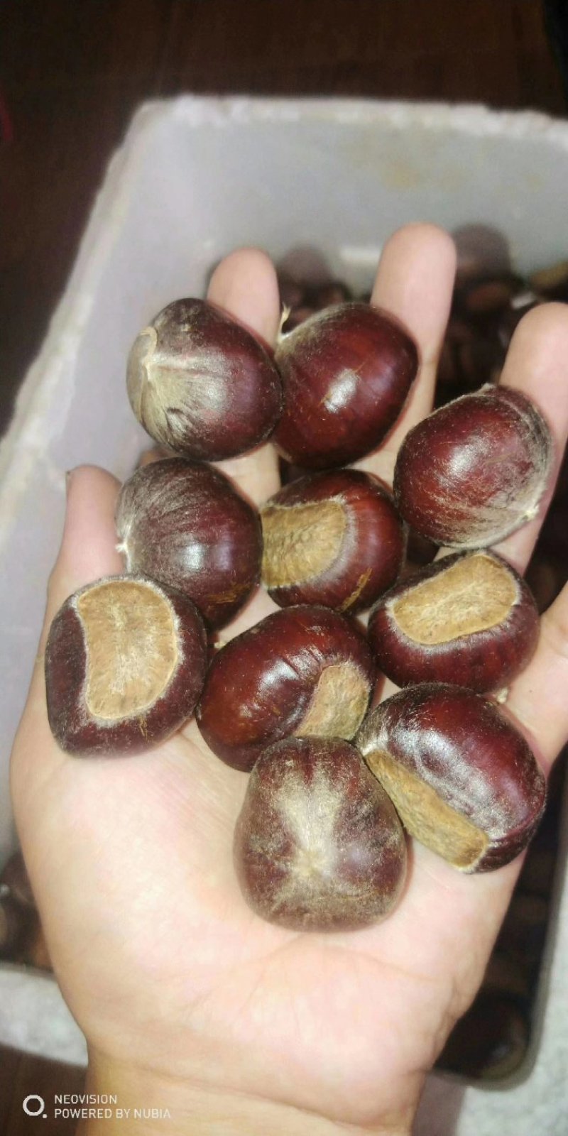 大红袍板栗苗板栗苗，双季结果，果肉香甜南北方可以种植