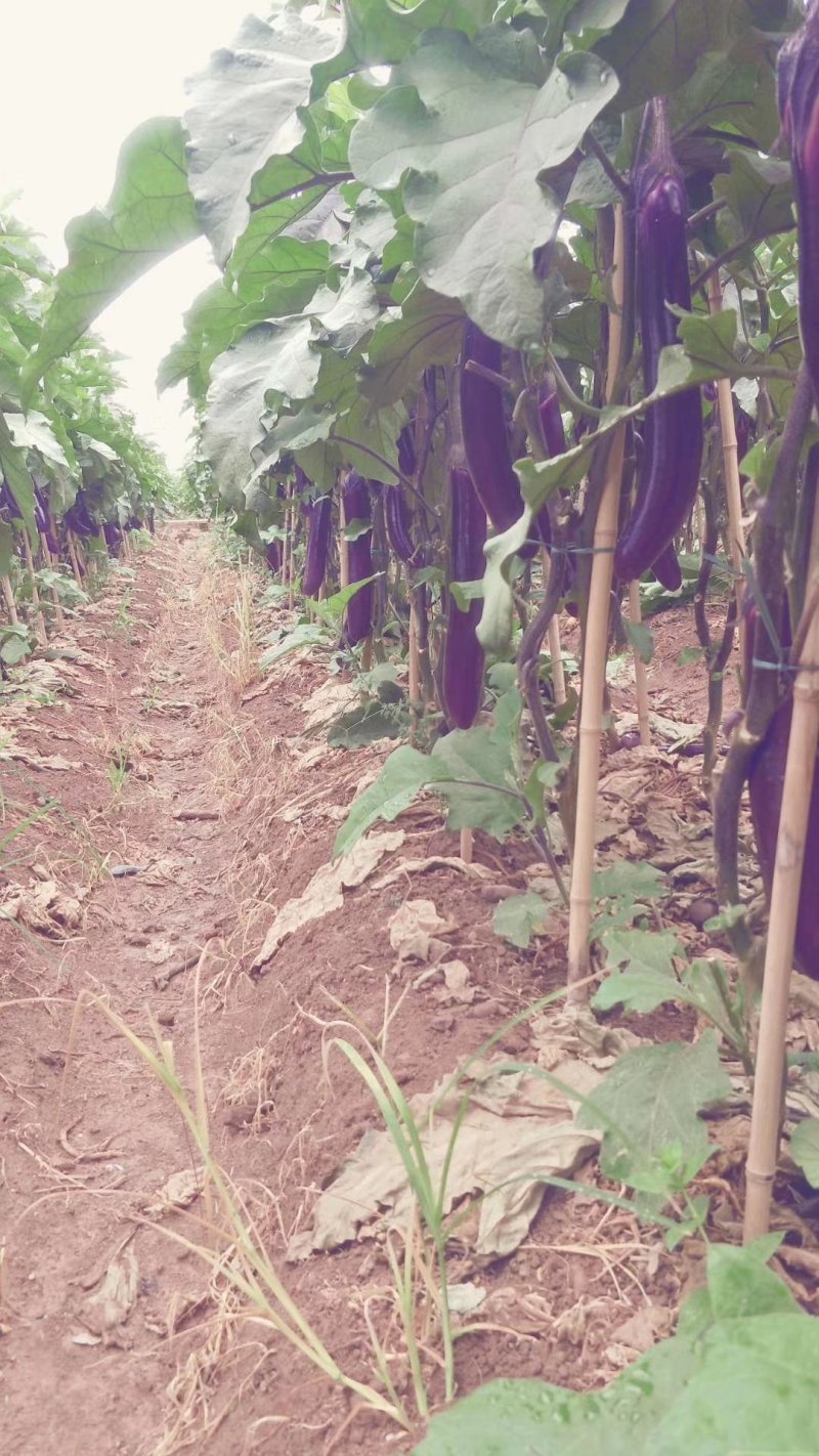 《推荐》云南建水红茄，基地直供，保质保量，量大优惠，