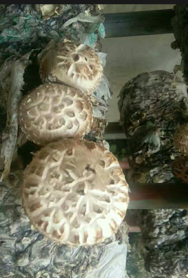 河南内乡农家自种鲜花菇，爱心助农，每天限50单
