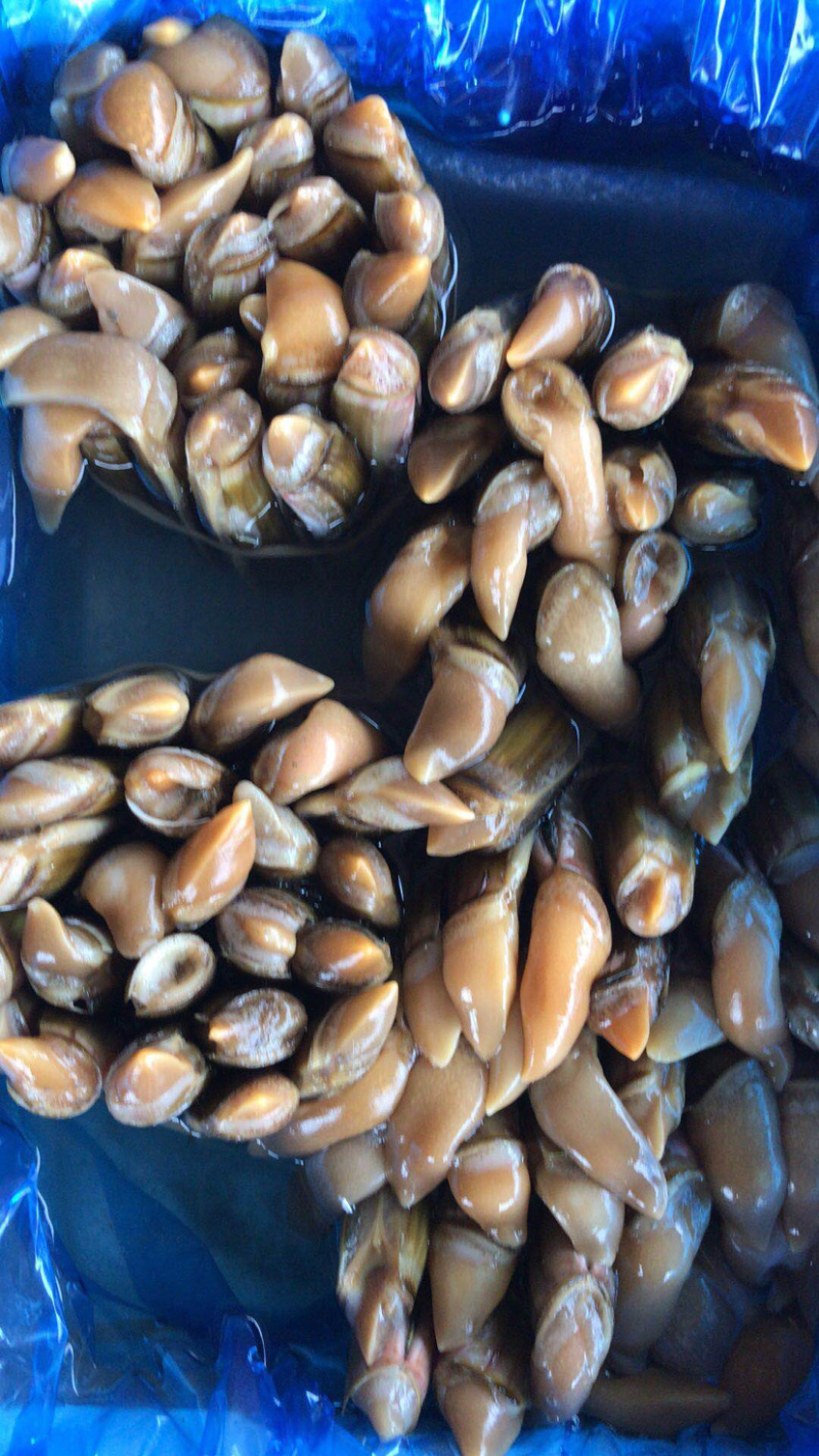 鲜活无沙海产大蛏王，海蛏，竹节蛏