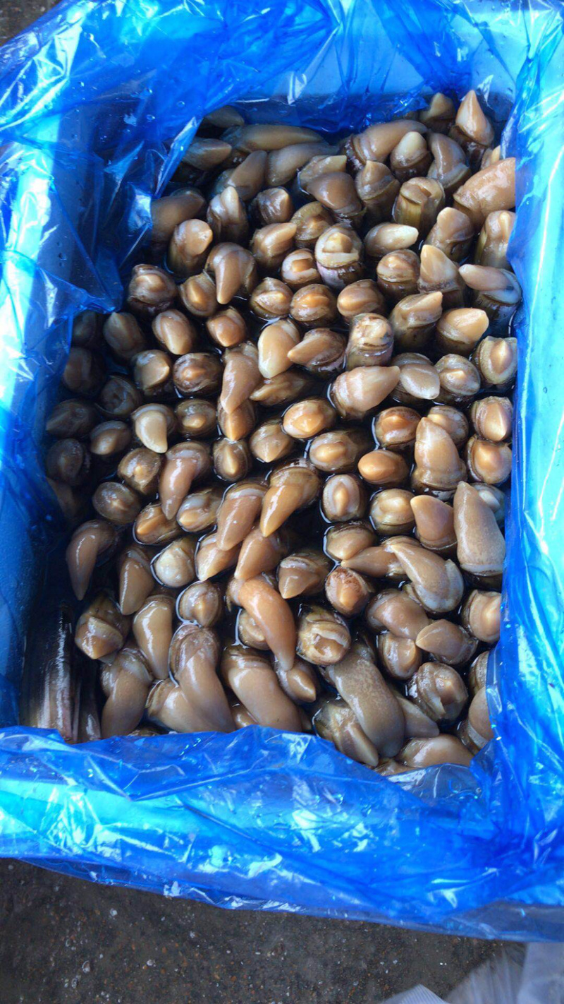 鲜活无沙海产大蛏王，海蛏，竹节蛏