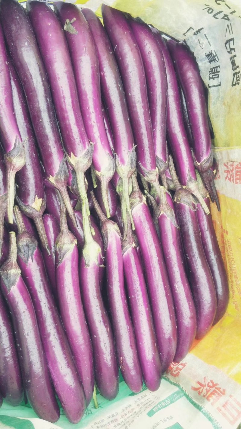 云南红茄大量上市，保质保量，基地直发，诚信经营，实力代办