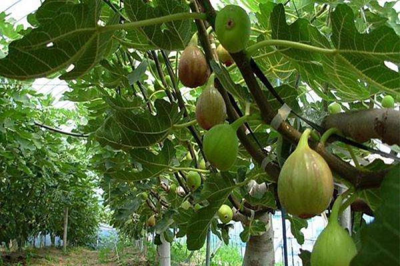 优质波姬红，青皮，无花果树苗