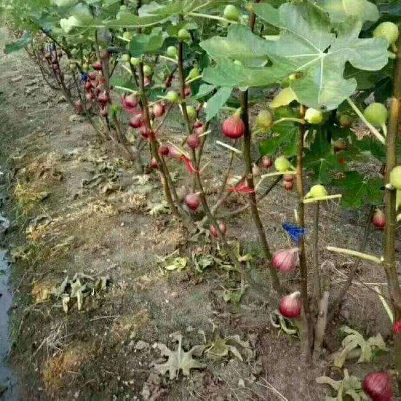 优质波姬红，青皮，无花果树苗