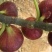 优质波姬红，青皮，无花果树苗