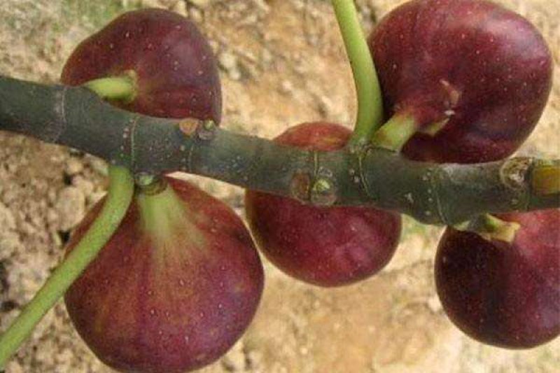 优质波姬红，青皮，无花果树苗
