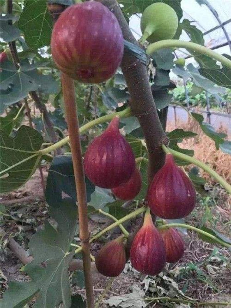 优质波姬红，青皮，无花果树苗