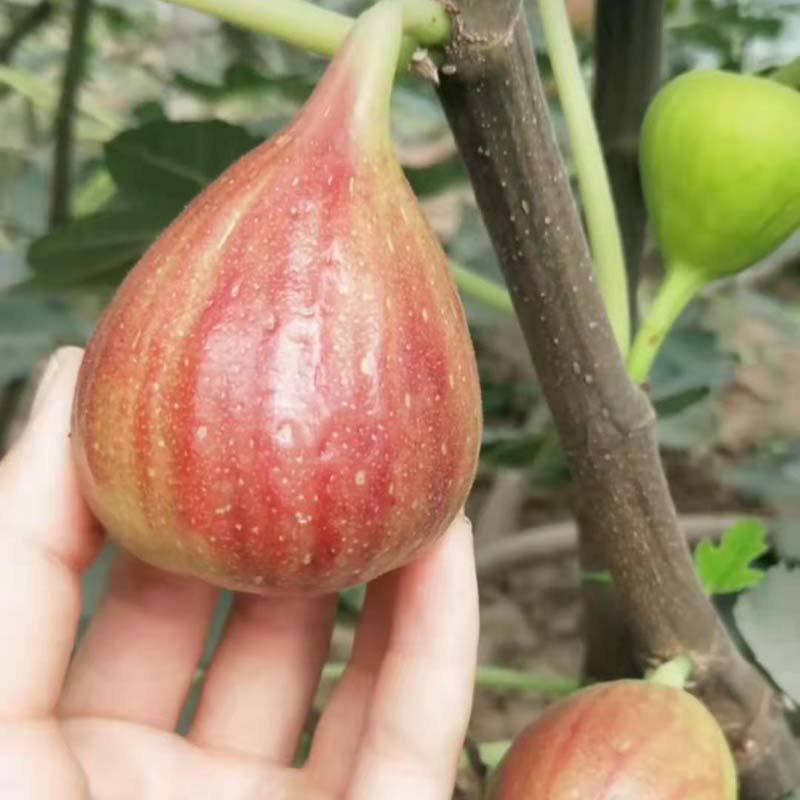 优质波姬红，青皮，无花果树苗