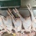 正宗三黄鸡，广西三黄鸡