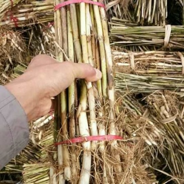 芦苇苗，香蒲苗大量出售