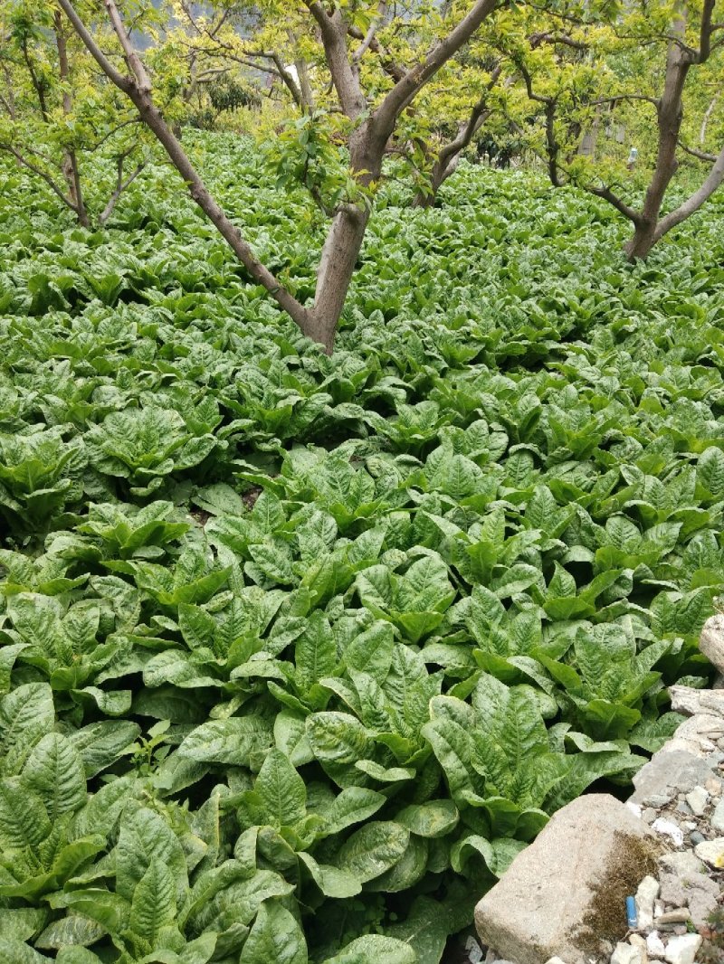 茂县三青莴笋，产地一手货源，量大优惠，欢迎新老客户合作