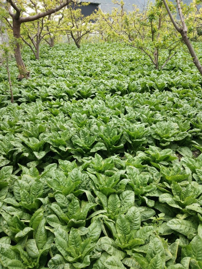 茂县三青莴笋，产地一手货源，量大优惠，欢迎新老客户合作
