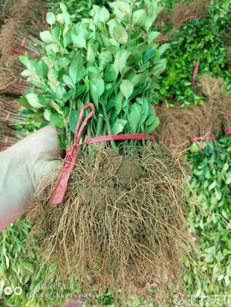 胶东卫茅，卫茅小苗，卫茅价格，卫茅球价格