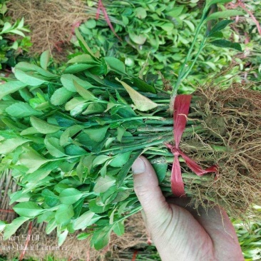 胶东卫茅，卫茅小苗，卫茅价格，卫茅球价格