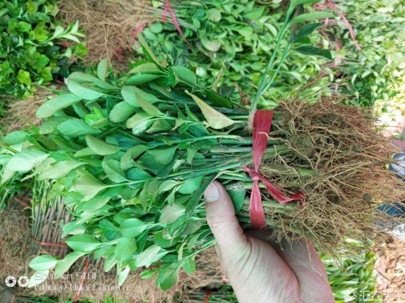 胶东卫茅，卫茅小苗，卫茅价格，卫茅球价格