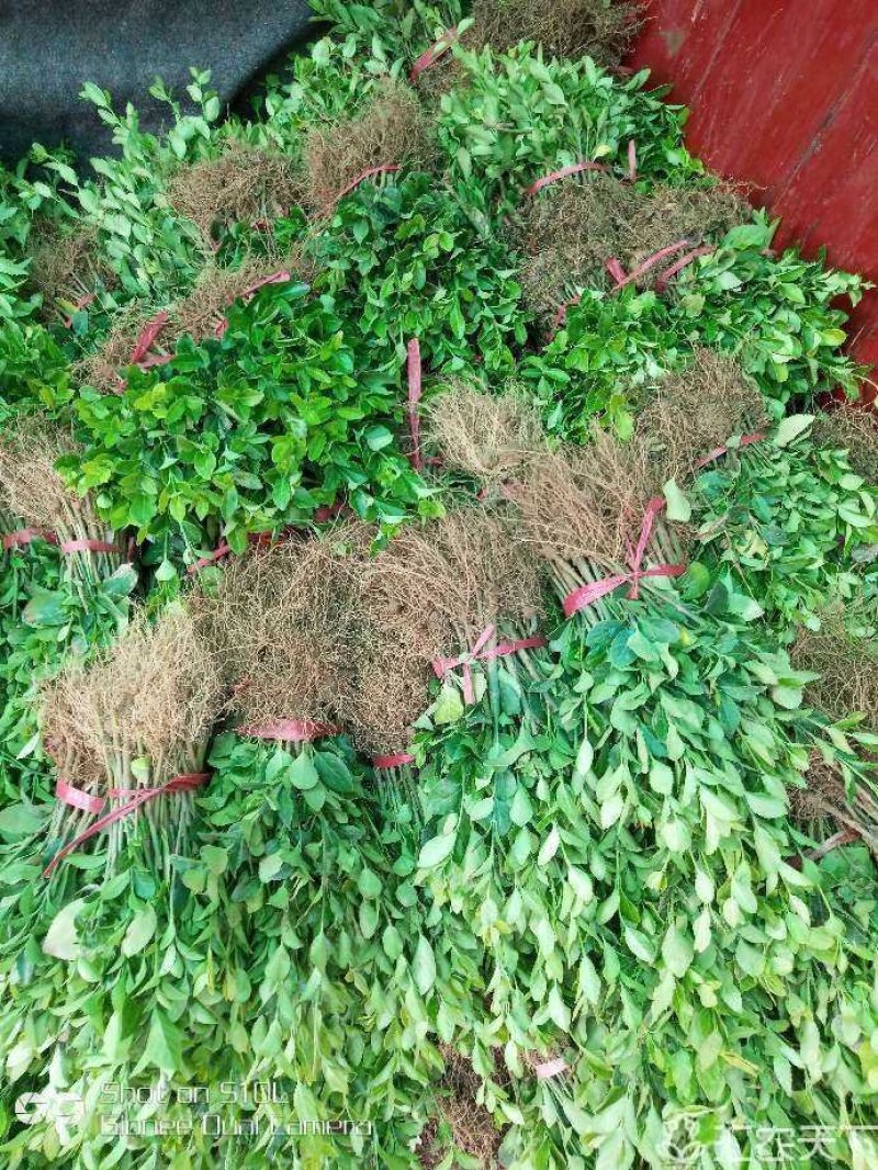 胶东卫茅，卫茅小苗，卫茅价格，卫茅球价格