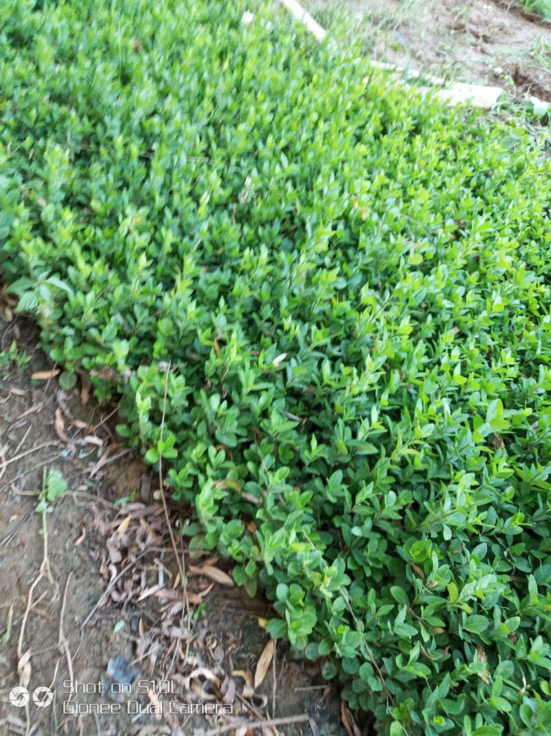 胶东卫茅，卫茅小苗，卫茅价格，卫茅球价格