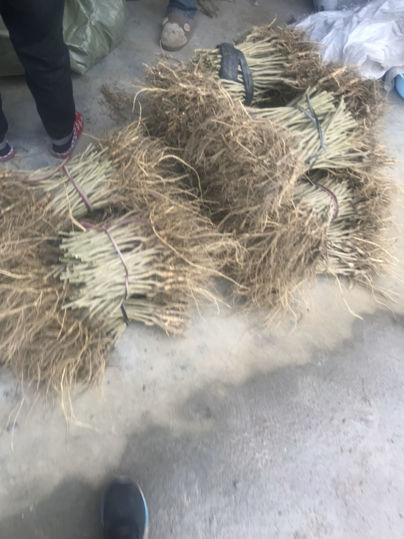桑树苗韩国大白珍珠果桑苗，包对版包品质产量高，量大从优