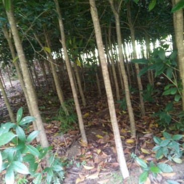桂花树苗（红桂）