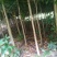 桂花树苗（红桂）