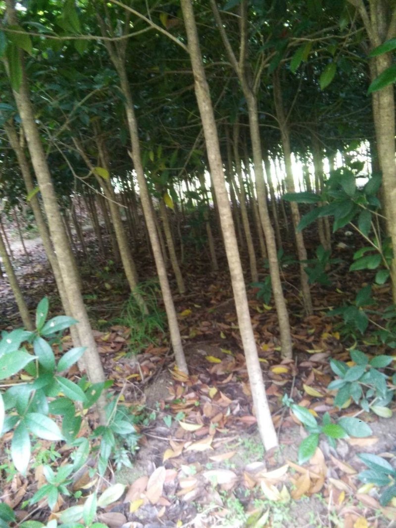 桂花树苗（红桂）