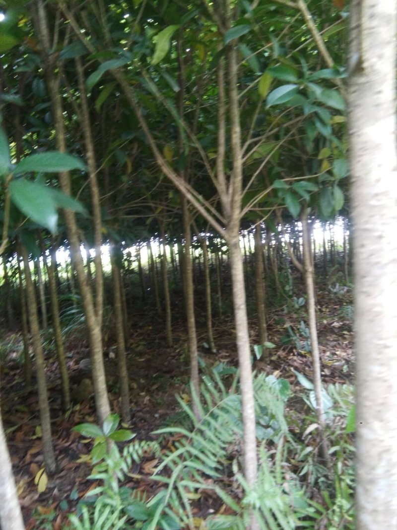 桂花树苗（红桂）