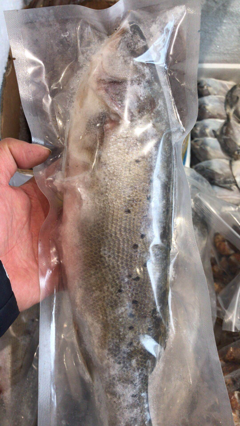 新鲜深海七星海鲈鱼，个大肥美海捕花鲈鱼