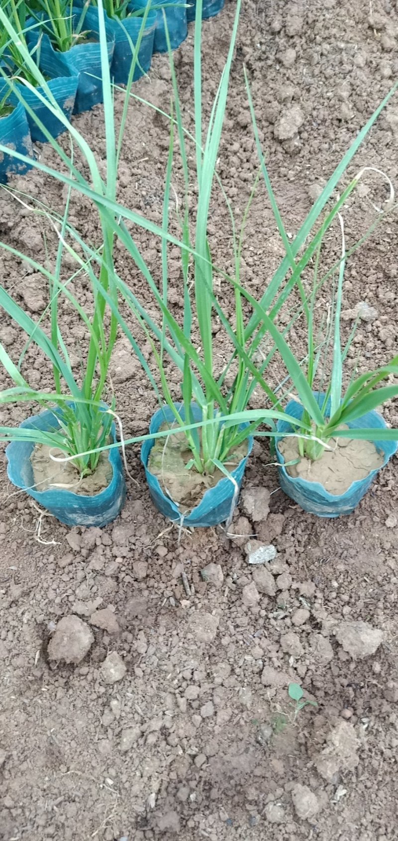 矮蒲苇基地直销量大从优