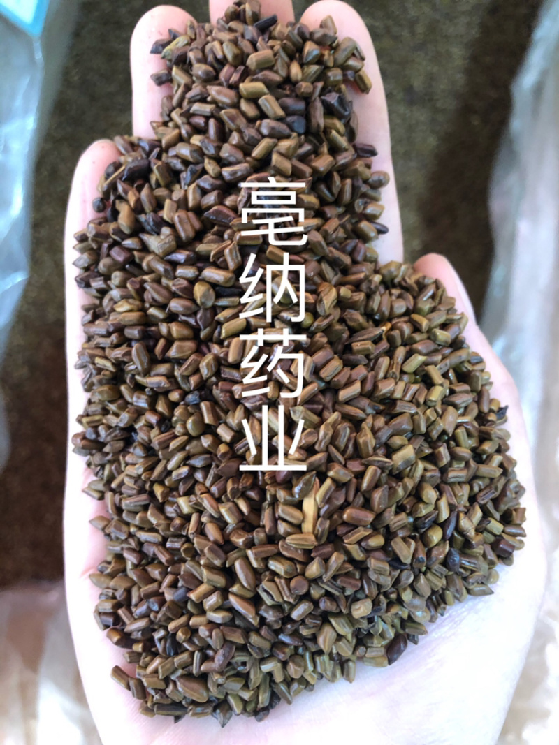 决明子中药材国产决明子茶1⃣️公斤起批