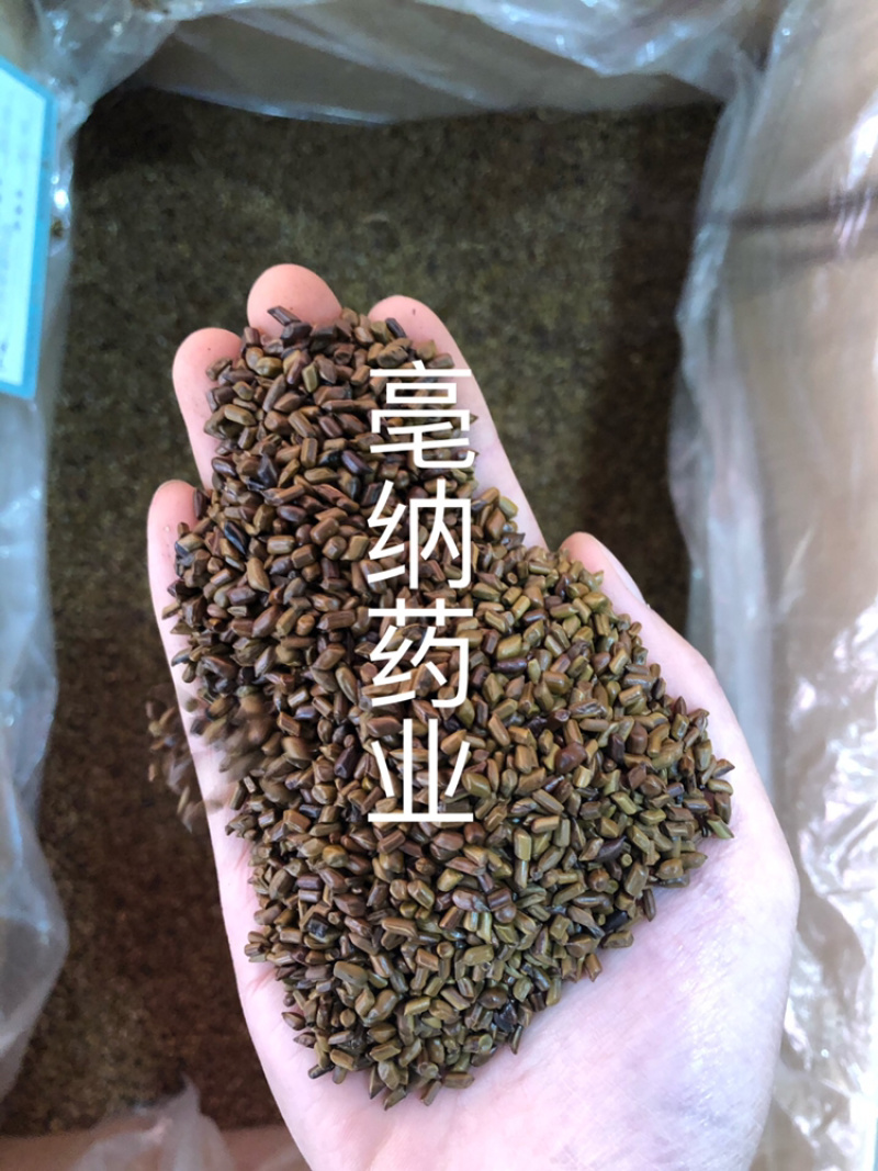 决明子中药材国产决明子茶1⃣️公斤起批