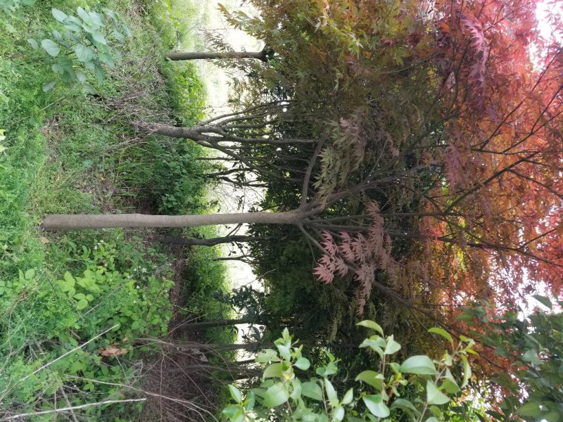 红枫（中国红枫.日本红枫）苗圃基地常年直销