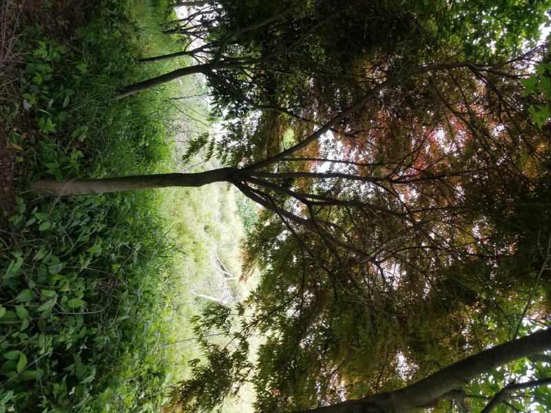 红枫（中国红枫.日本红枫）苗圃基地常年直销