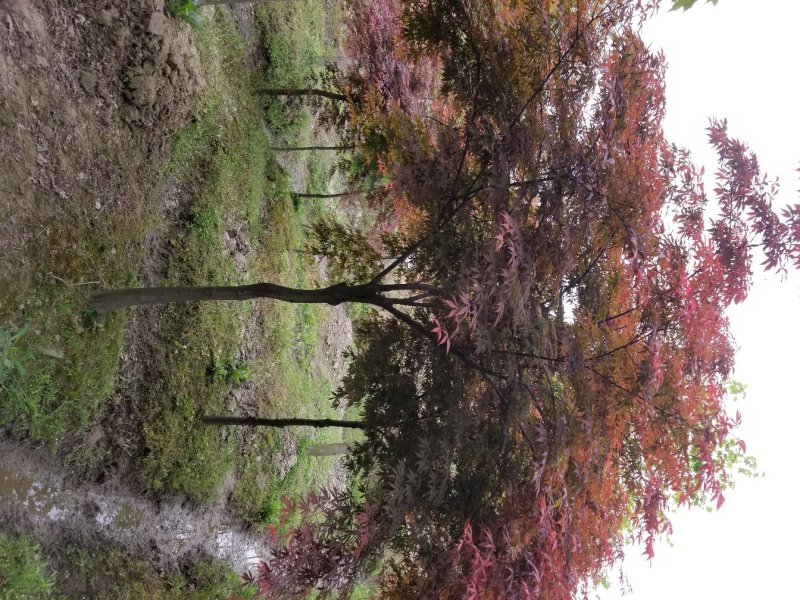 红枫（中国红枫.日本红枫）苗圃基地常年直销