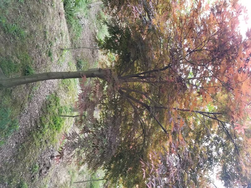 红枫（中国红枫.日本红枫）苗圃基地常年直销