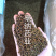 决明子中药材国产决明子茶1⃣️公斤起批