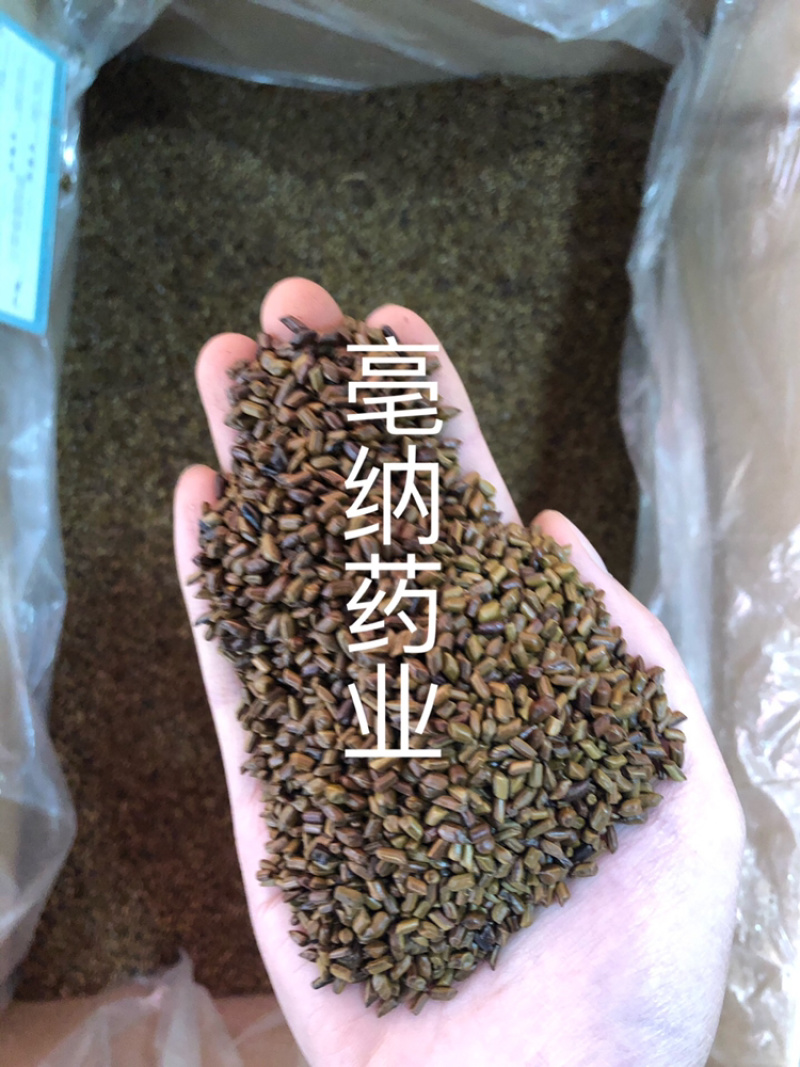 决明子中药材国产决明子茶1⃣️公斤起批