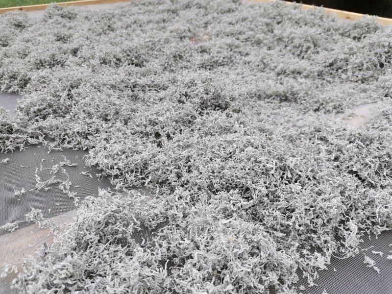 湘西正宗莓茶