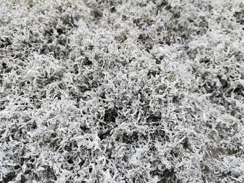 湘西正宗莓茶