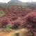 红枫三季红枫日本红枫红舞姬1/30公分优惠价格出售量大