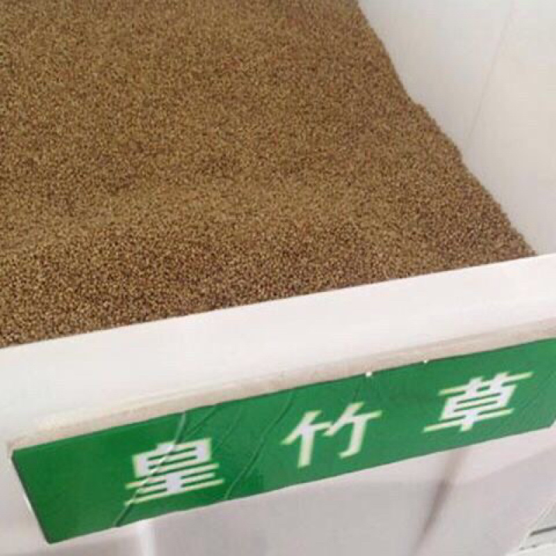 【精品】江苏种子新型狼尾草种子多年生牧草进口草籽