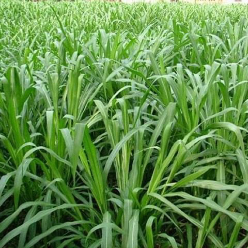 【精品】江苏种子新型狼尾草种子多年生牧草进口草籽