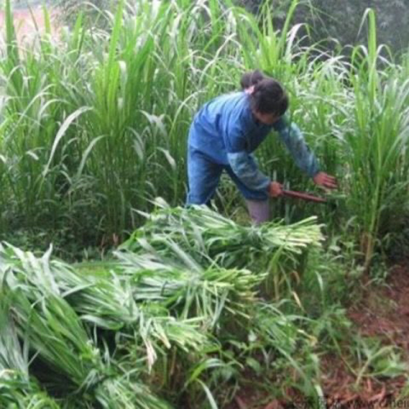 【精品】江苏种子新型狼尾草种子多年生牧草进口草籽