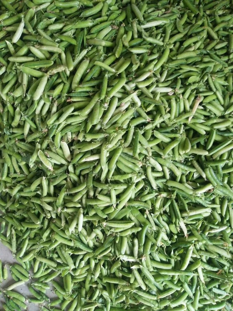 青豌豆、壳豌豆、甜豆颗粒饱满稳定供货量大从优