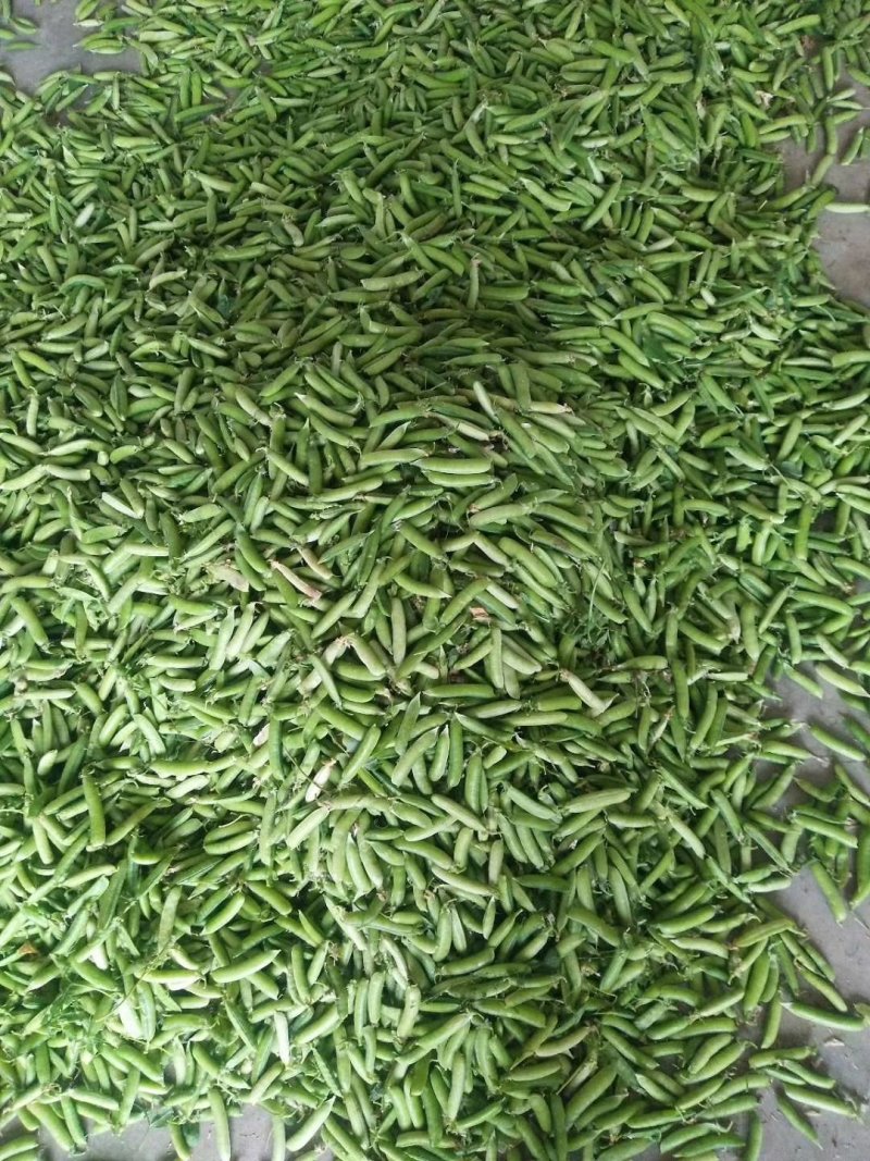 青豌豆、壳豌豆、甜豆颗粒饱满稳定供货量大从优